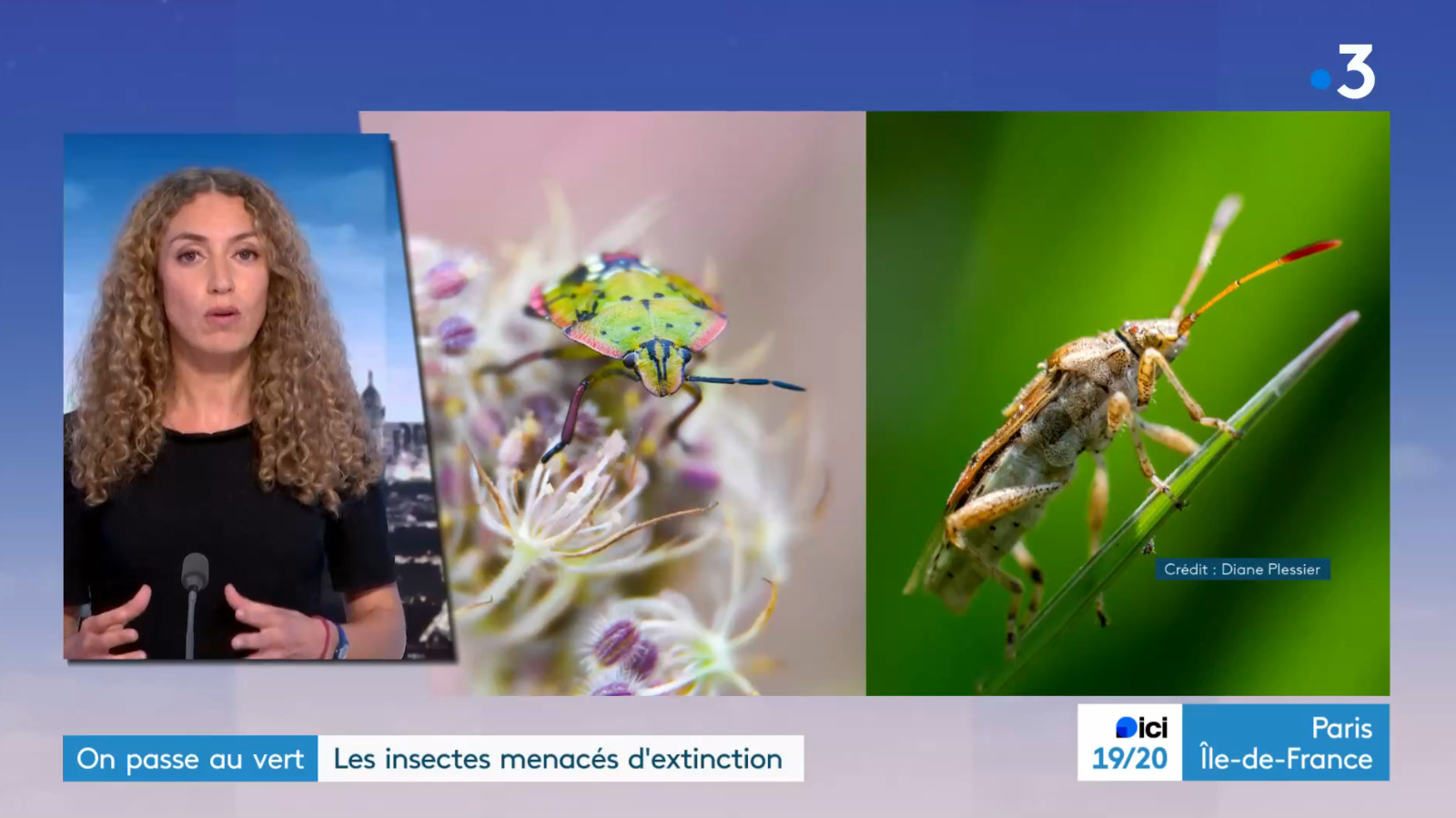 Photos d'insectes de Fairshot au journal télévisé Paris Île-de-France