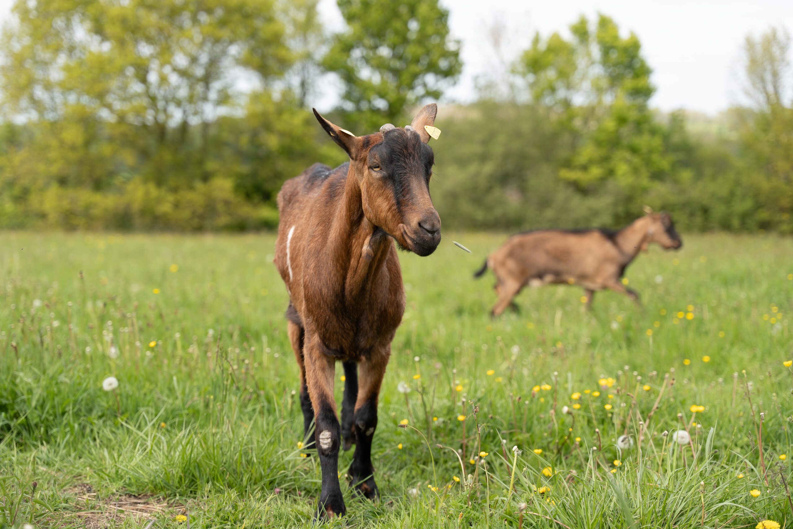 bouc – refuge – sanctuaire